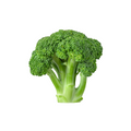 Fresh broccoli vegetable